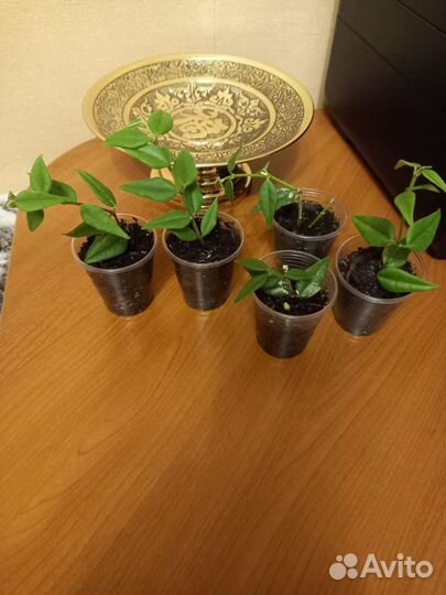 Пеперомия, хоя Белла, Лакуноза, церопегия Вуда