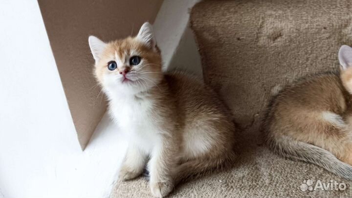 Британская кошка