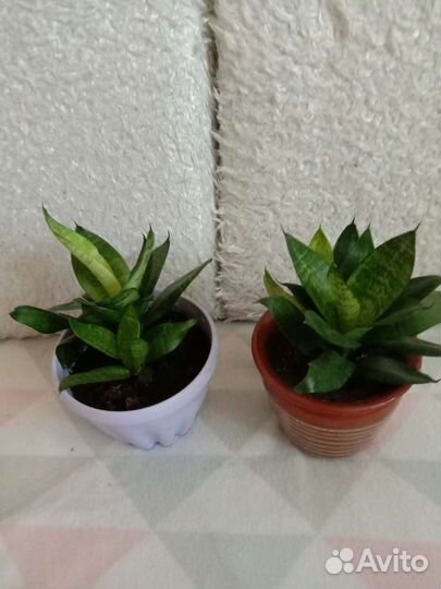 Сансевиерия