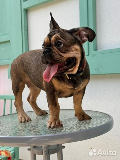 Французский бульдог щенки