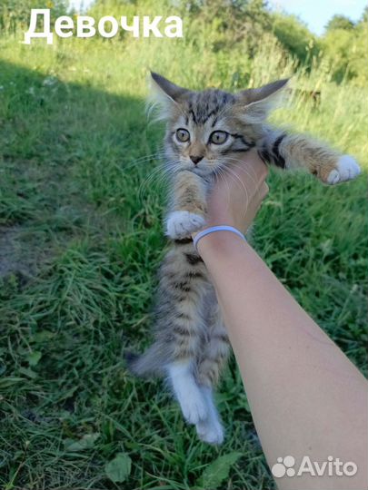 Котята отдам бесплатно