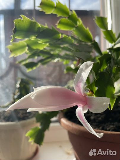 Декабрист оранжево-коралловый