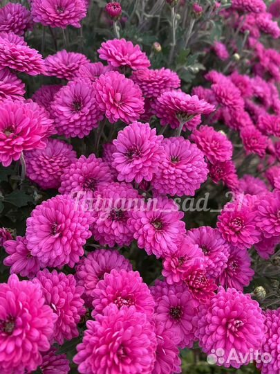 Хризантема