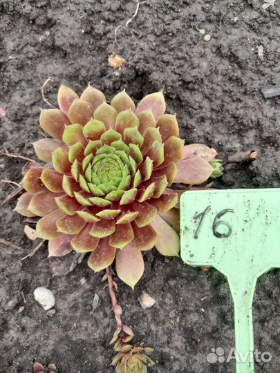 Необычные молодила с названиями