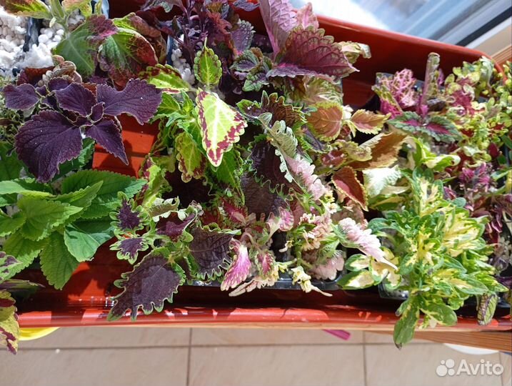 Черенки колеусов