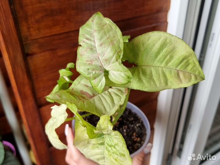 Сортовые сингониумы