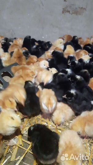Цыплята подрощенные