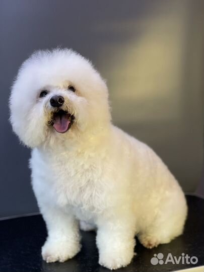 По уходу за животными