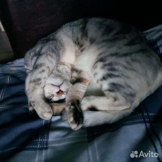 Шотландская кошка