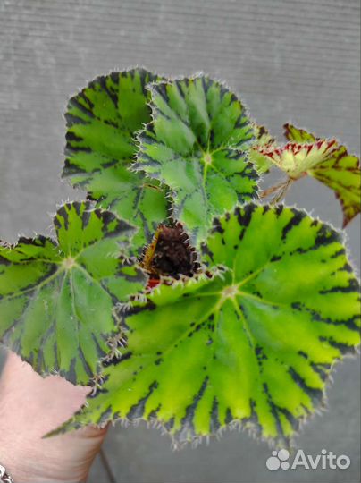 Шлюмбергера(декабрист), бегония, традесканция