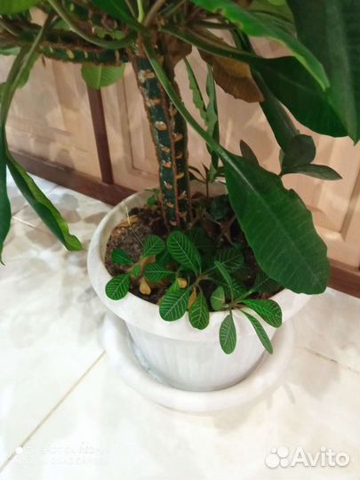 Комнатные растения. Молочай