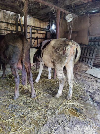 Бычок и тёлка