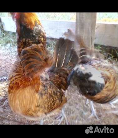 Яйцо породных кур и павлинов