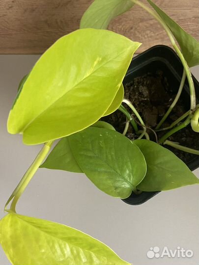 Сциндапсус неон