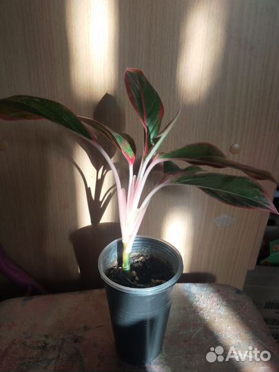 Аглаонема Крит.Аглаонема зелёная