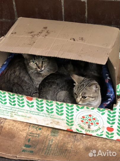 Кошки котята сиротки брошены людьми заберите в дар