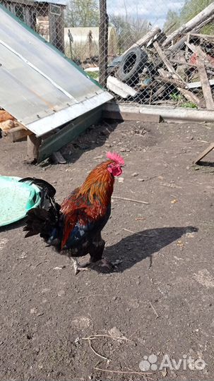 Молодые петухи