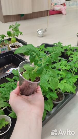 Рассада черри помидор крепкая, закаленная