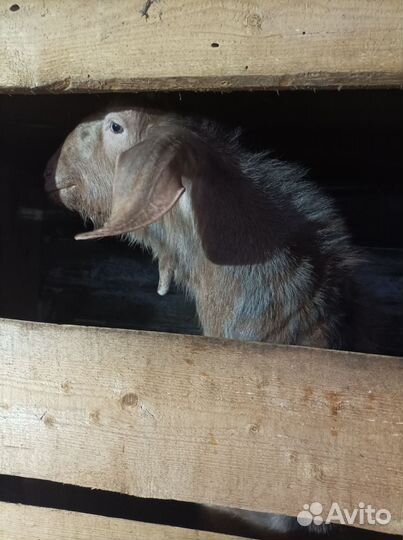 Нубийский козел