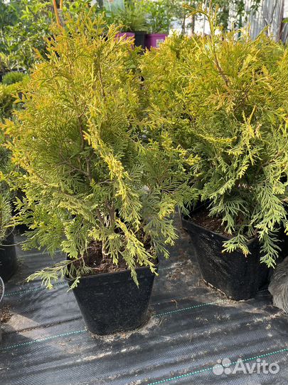 Туч западная Golden Globe,Globosa,С5