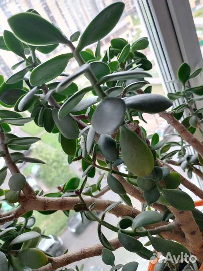 Толстянка дерево