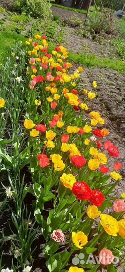 Луковицы тюльпанов