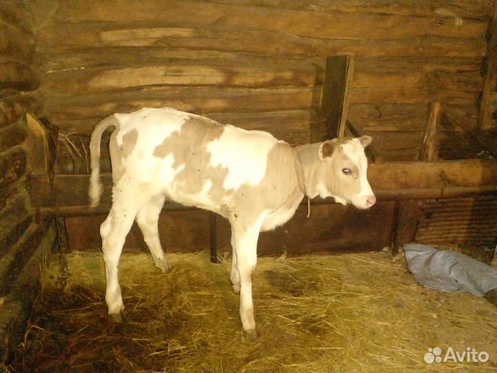 Продается корова с теленком
