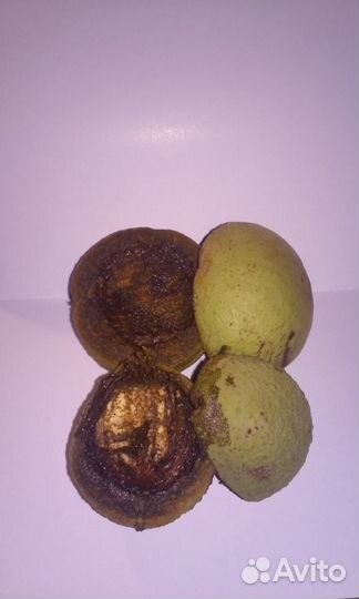 Семена черного американского ореха. Крым2022