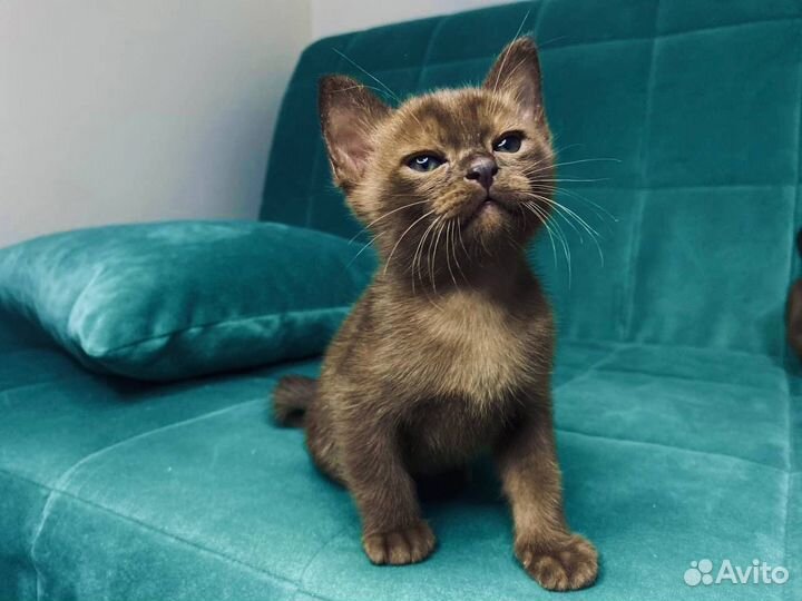 Котята европейской бурмы