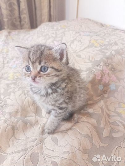 Котенок обработан