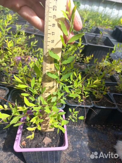 Спирея японская