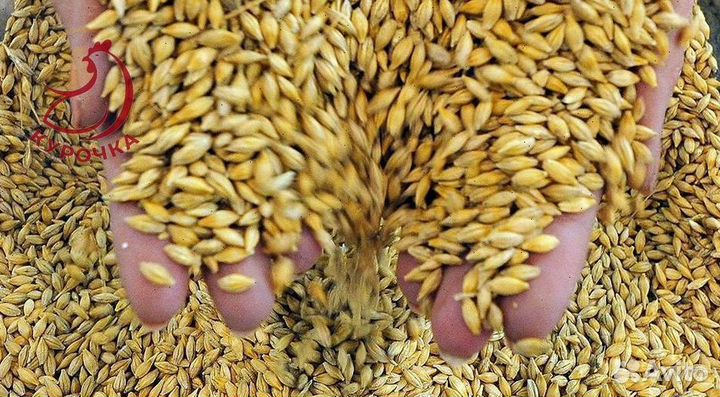 Овес в мешках