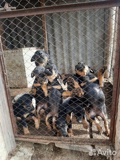 Щенки ягдтерьера