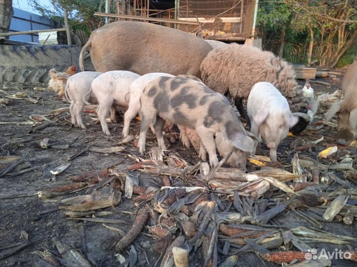 Поросята