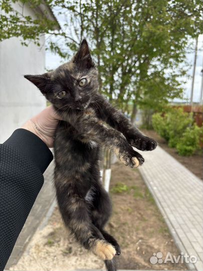 Котенок в ответственные руки