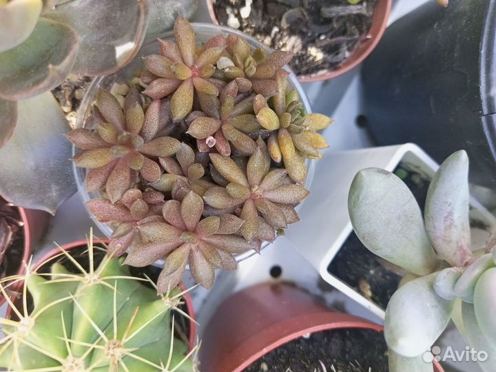 Суккуленты