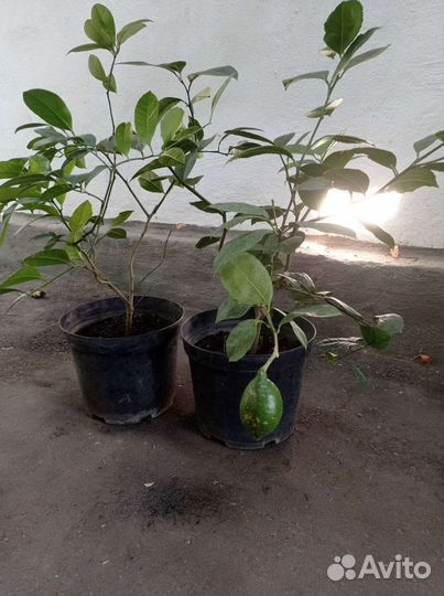 Павловский лимон