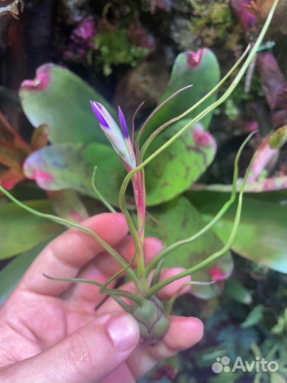 Растение для флорариума