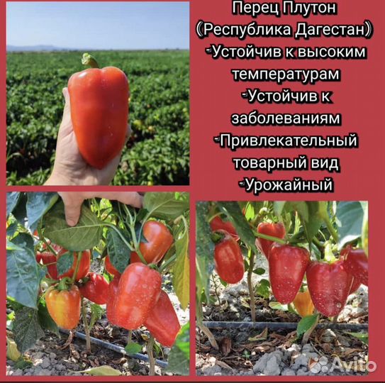 Семена сладкого перца Плутон F1
