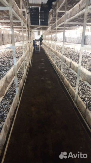 Грибоводство (шампиньоны)