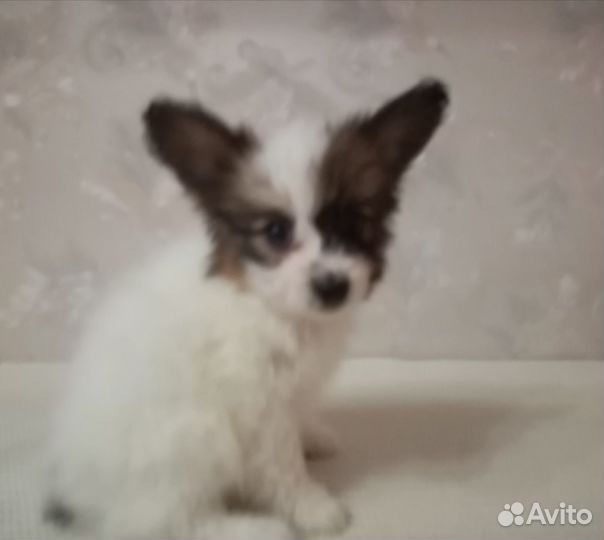 Папийоны щенки