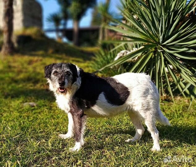 Собака в добрые руки