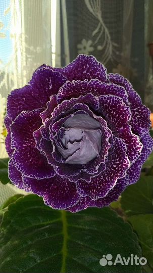 Глоксиния цветущая