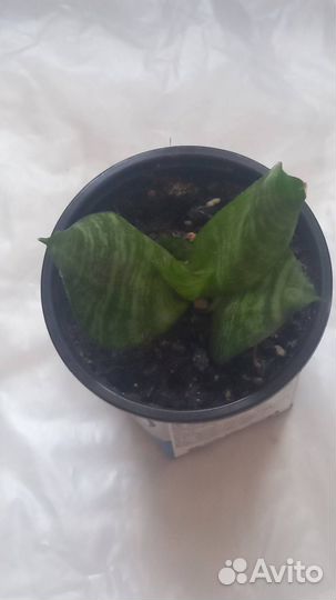 Один из благодатных цветов для Вашего жилища