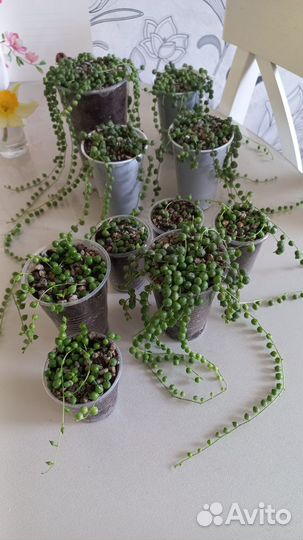 Комнатные растения