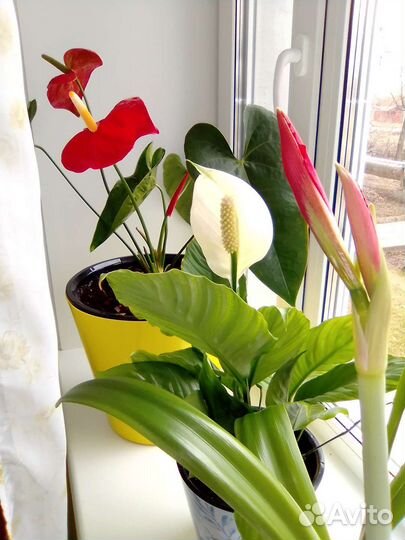 Комнатные цветы