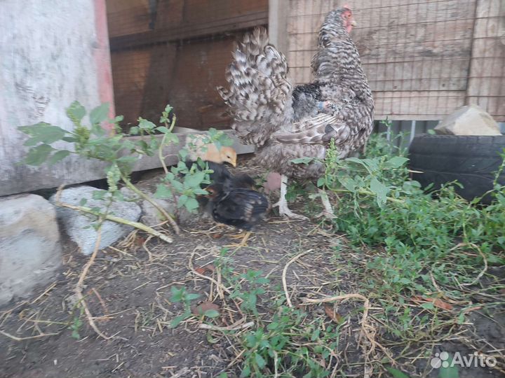 Цыплята породистые и помесные под заказ