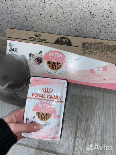 Корм для кошек royal canin