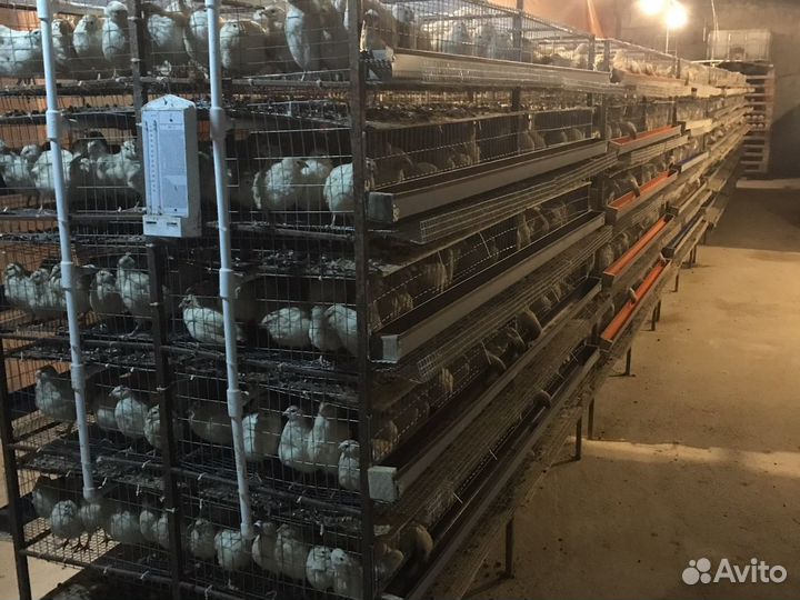 Перепелиный помет