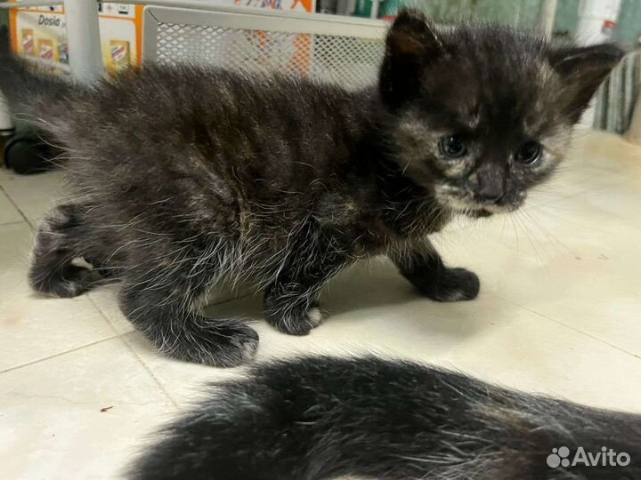 Котята бесплатно